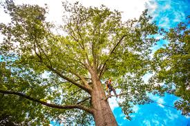 Best Root Management and Removal  in Gray, GA