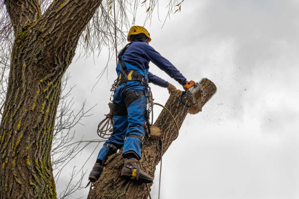 Best Firewood Processing and Delivery  in Gray, GA