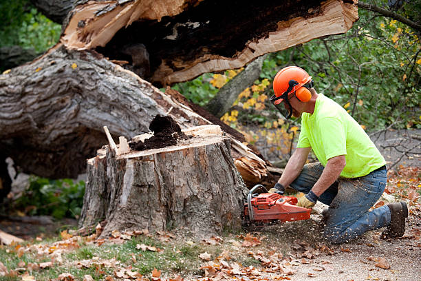  Gray, GA Tree Services Pros